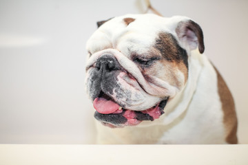 portrait of english bulldog on white background