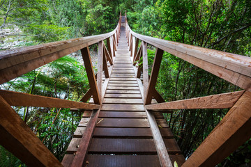 Bridge in forest