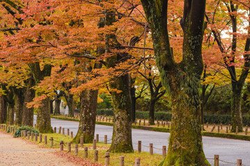 Plakat 秋のイメージ　紅葉の道