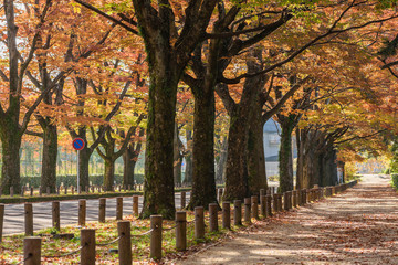 Naklejka premium 秋のイメージ 紅葉の道