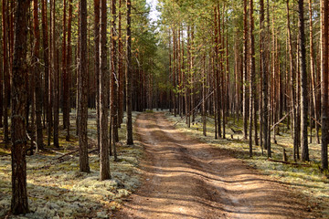 Forest dirt road. Road for mushrooms. Road going through a pine forest. Around the many pines and white moss. Fresh air, beautiful ecology