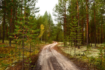 Forest dirt road. Road for mushrooms. Road going through a pine forest. Around the many pines and white moss. Fresh air, beautiful ecology