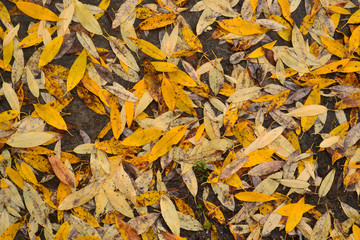 The autumn land is completely covered with autumn fallen yellow leaves. Autumn has come. Autumn leaves wallpaper