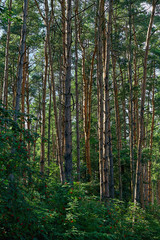 Fototapeta na wymiar Beautiful green bushes and trunks of tall pines in the summer forest. Magnificent natural landscape.