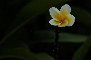 Plumeria blooming in the garden.