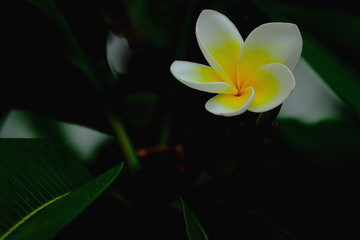 Plumeria blooming in the garden.