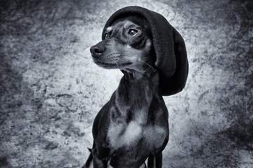 Portrait im Studio Hund mit Mütze und Pullover vor blauem und schwarzem Hintergrund
