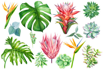 set of exotic flowers, watercolor painting, hand drawing, guzmania, strelitzia, protea, succulent, eucalyptus, palm leaves, monstera - obrazy, fototapety, plakaty