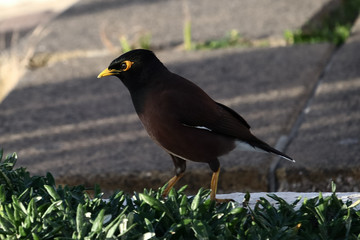 An Indian myna (Acridotheres tristis)