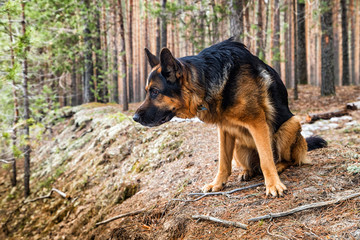 Dog German Shepherd in the forest in an early spring