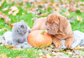 Puppy and kitten lie together with pumpkin on autumn foliage