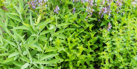 Panorama Kräuter Klostergarten Kräutergarten
