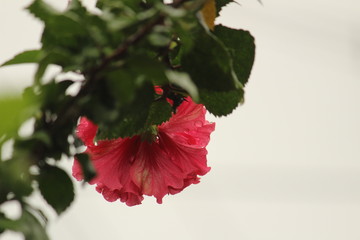 Fototapeta premium low angle view of red layered petal hibiscus flower or red hibiscus or adukku semparuthi after the rain. rain drops on the red layered petal hibiscus flower or red hibiscus or adukku semparuthi