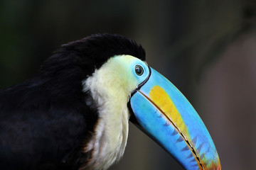Rainbow-Billed Toucan