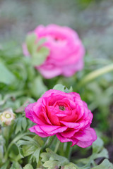 Fototapeta na wymiar Close Up Of Pink Ranunculus Flower
