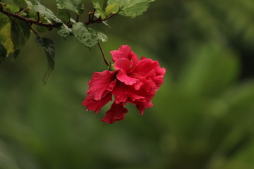 Close up picture or shot of red layered petal hibiscus flower or red hibiscus or adukku semparuthi after the rain. rain drops on the red layered petal hibiscus flower or red hibiscus/adukku semparuthi