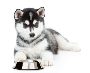 Siberian Husky puppy lies with empty bowl. isolated on white background
