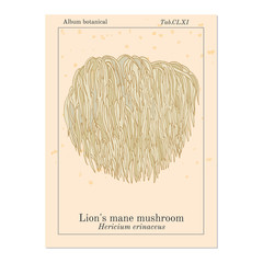 Lion s mane mushroom Hericium erinaceus , edible and medicinal plant © foxyliam