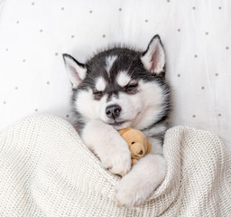 Cute Siberian Husky puppy sleeps on pillow under knitted plaid and embraces toy bear. Top down view © Ermolaev Alexandr