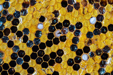 Closeup surface honeycomb with honey bee textured background