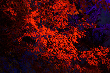 Trees and leaves illuminated in different colors, against the dark night-time sky