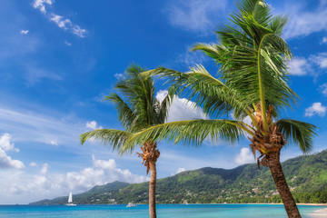 Palm trees on Sunny beach and turquoise sea in Anse Beau Vallon beach, Mahe island, Seychelles. 