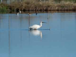 浅瀬で捕食するヘラサギ