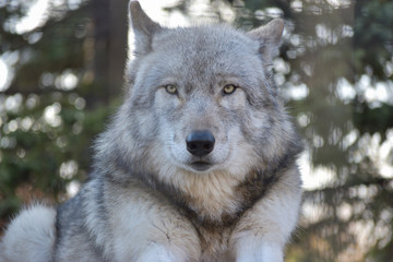 Obraz premium 旭山動物園 オオカミ