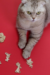 cat with wooden Christmas toys, on a red background