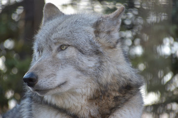Naklejka premium 旭山動物園 オオカミ