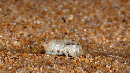 sea flea on the sea sand