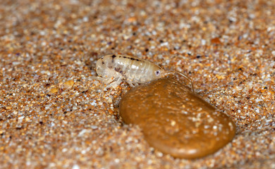 sea flea on the sea sand
