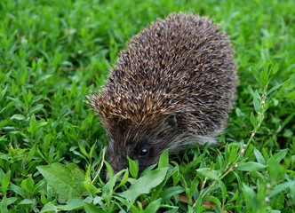 Beautiful prickly hedgehog on a background of green grass.