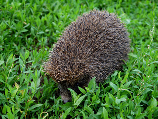 Beautiful prickly hedgehog on a background of green grass.