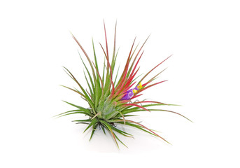 Tillandsia ionantha isolated on white background. Tillandsia are sky plant, careless and low maintenance ornamental plants that required no soil, only plenty of water, sunlight and good airflow.