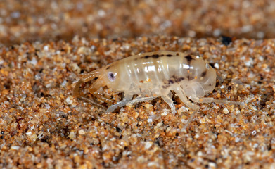 sea flea on the sea sand
