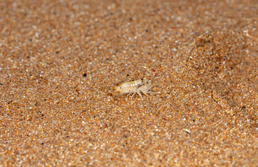 sea flea on the sea sand
