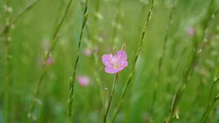自然　小さな花