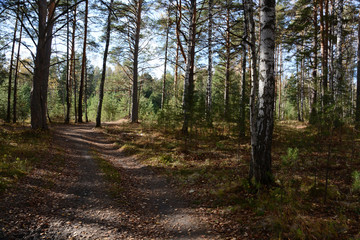 dirt road in the taiga.