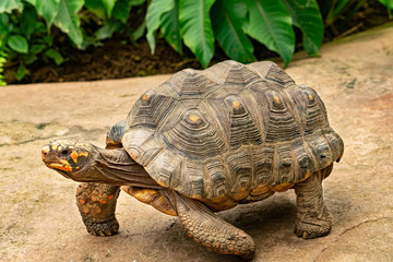 a small turtle walking out of frame at my local butterfly garden in Benalmadena, Spain