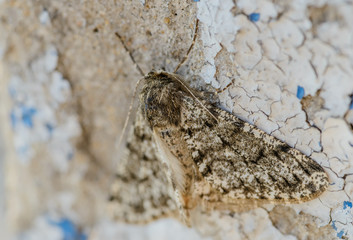 Moth resting on wall. Selective focus with shallow depth of field.