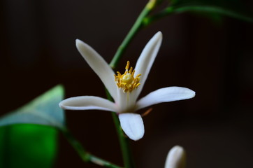 lemon flowers with leaves