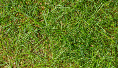 Green grass background after rain. Selective focus with shallow depth of field.