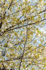 Obraz premium cherry blossom