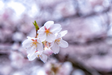 cherry blossom