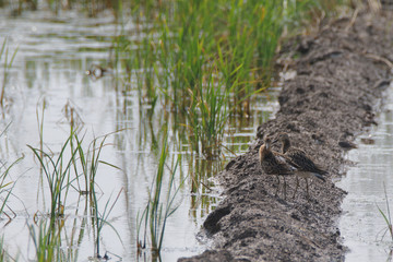The pair of Ruffs were eating in the fields. It was by a lake called Haleji Lake 
