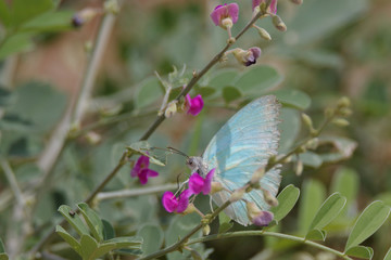 A butterfly at Tharparker Pakistan 