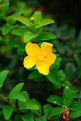 黄色い花　緑　植物　雨後
