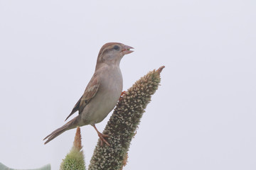Spanish Sparrow on a millet plant eats away 