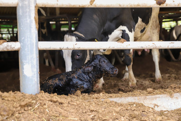 牛の出産　千葉県印西市　日本